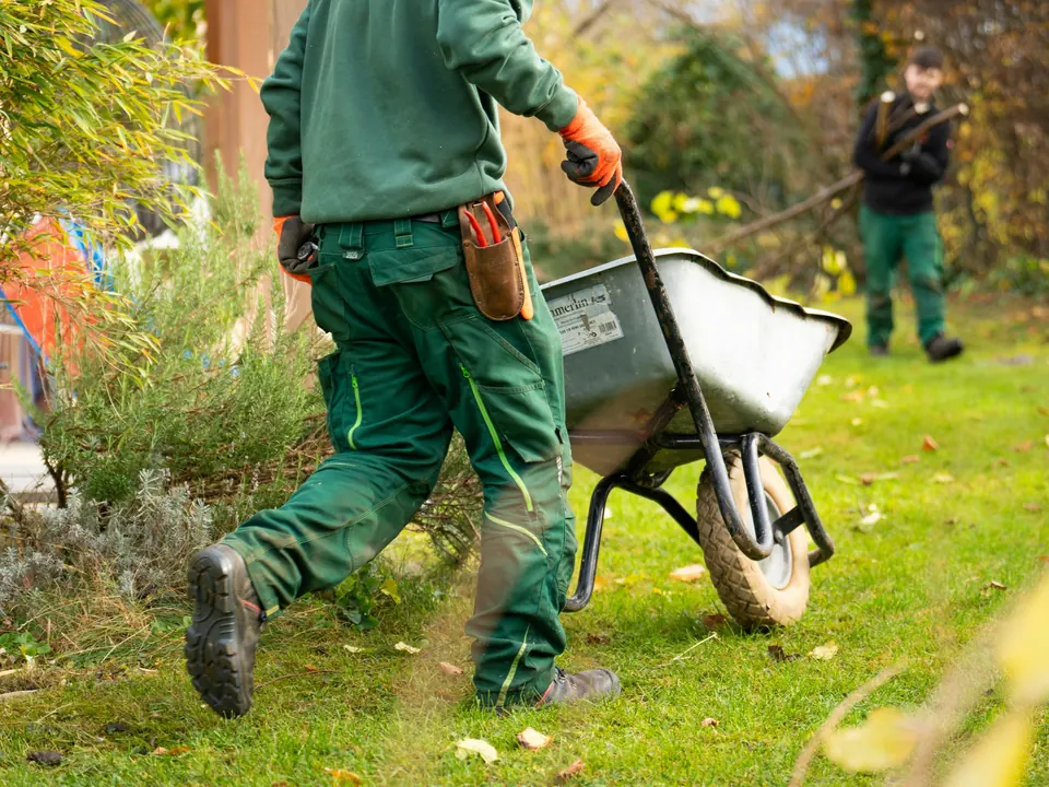A landscaper pulling a wheelbarrow during a yard clean-up